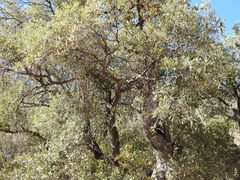 Quercus hypoleucoides