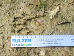 Procyon cancrivorus