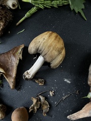 Coprinellus bipellis