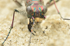 Cicindela maritima