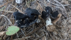 Helvella juniperi