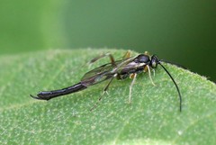 Diadegma
