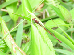 Oxyagrion pavidum