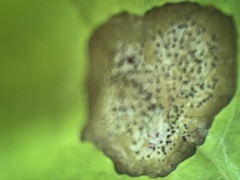 Septoria sambucina