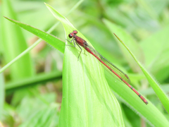 Oxyagrion pavidum