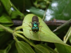 Himantigera silvestris