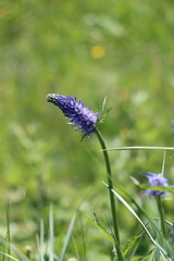 Phyteuma betonicifolium