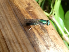 Himantigera silvestris