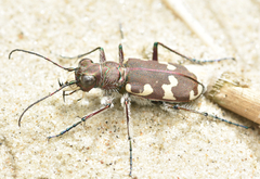 Cicindela maritima