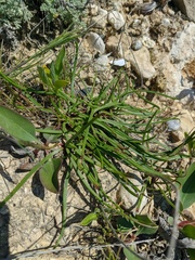 Plantago salsa