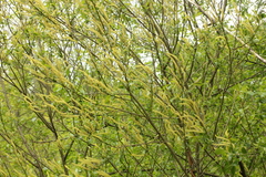 Salix triandra