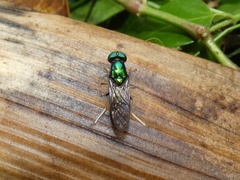 Himantigera silvestris