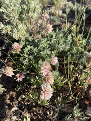 Trifolium lemmonii