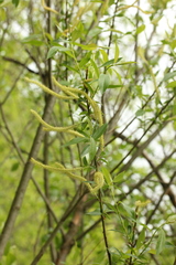 Salix triandra