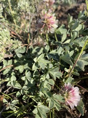 Trifolium lemmonii