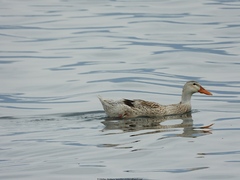 Anas platyrhynchos domesticus