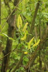 Salix triandra