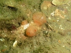 Dendrodoa grossularia