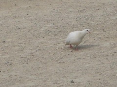 Columba livia domestica