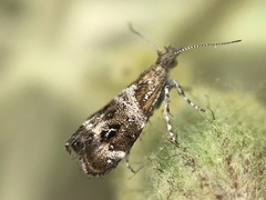 Tebenna micalis
