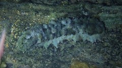 Stichopus