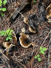 Hohenbuehelia tremula
