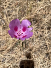 Clarkia gracilis sonomensis