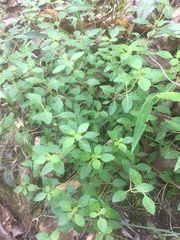 Clinopodium carolinianum
