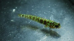 Eviota queenslandica