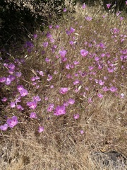 Clarkia gracilis sonomensis