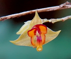 Lepanthes tachirensis