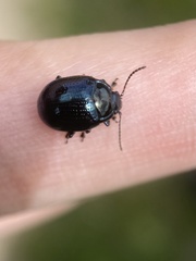 Chrysolina oricalcia