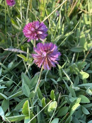 Trifolium beckwithii