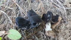 Helvella juniperi