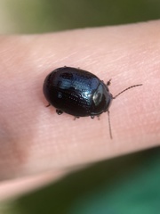 Chrysolina oricalcia