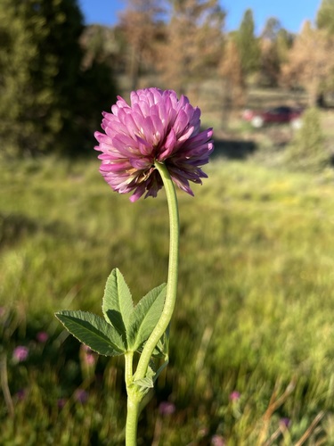 Image of Trifolium beckwithii by (c) Matt Berger, some rights reserved (CC BY)
