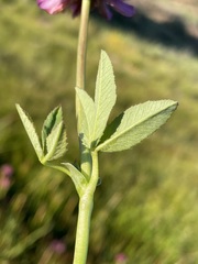 Trifolium beckwithii