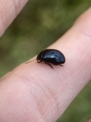Chrysolina oricalcia