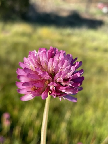 Beckwith's clover (Trifolium beckwithii)