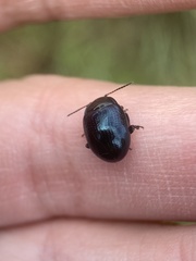 Chrysolina oricalcia