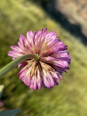 Trifolium beckwithii