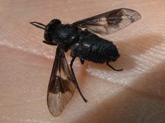 Chrysops ater