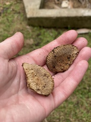 Bertholletia excelsa