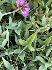 Trifolium beckwithii