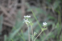 Horkelia clevelandii