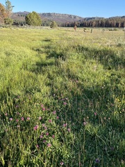 Trifolium beckwithii