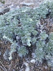 Artemisia glacialis