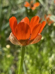 Adonis aestivalis