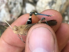 Tomonotus ferruginosus