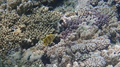 Chaetodon rainfordi